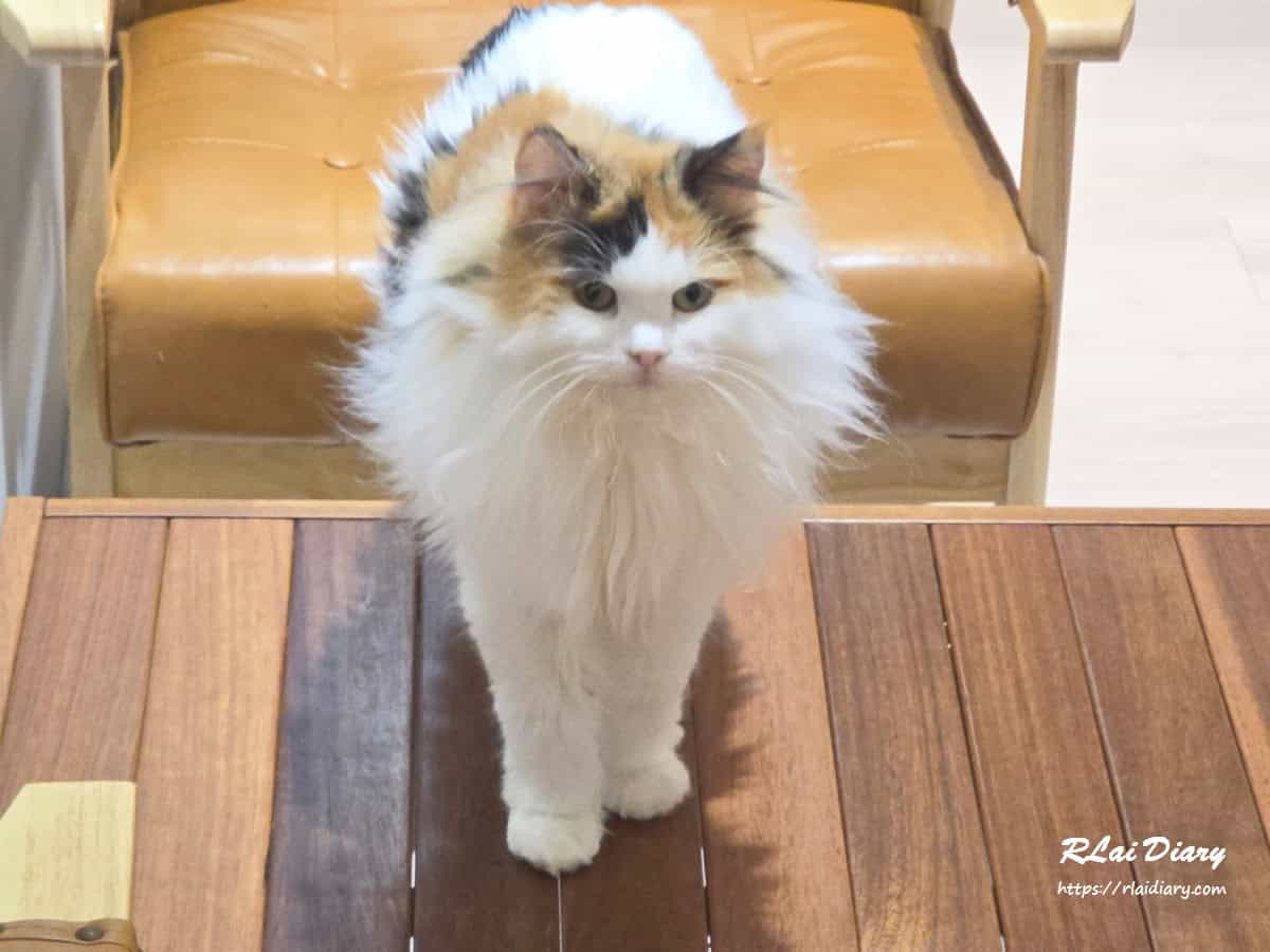 貓境 挪威森林貓3