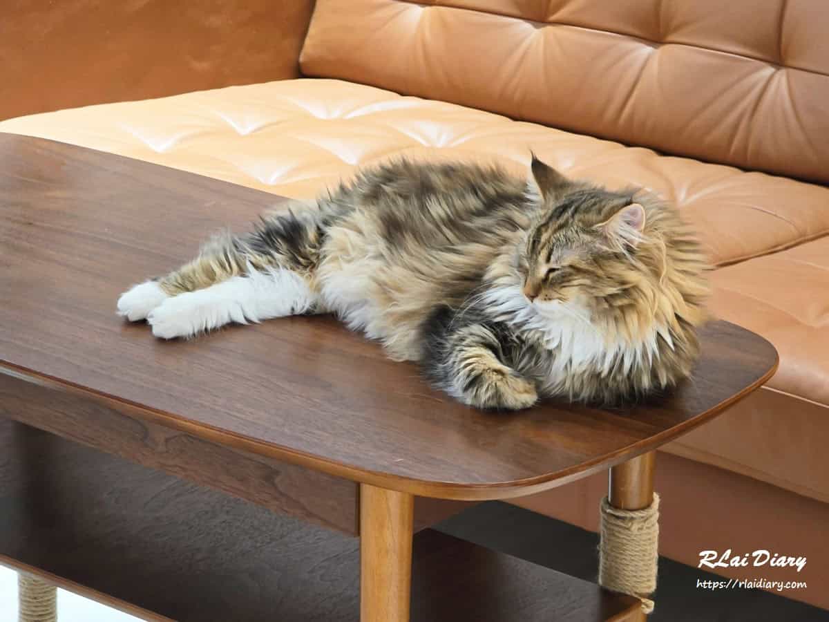 貓境 挪威森林貓4