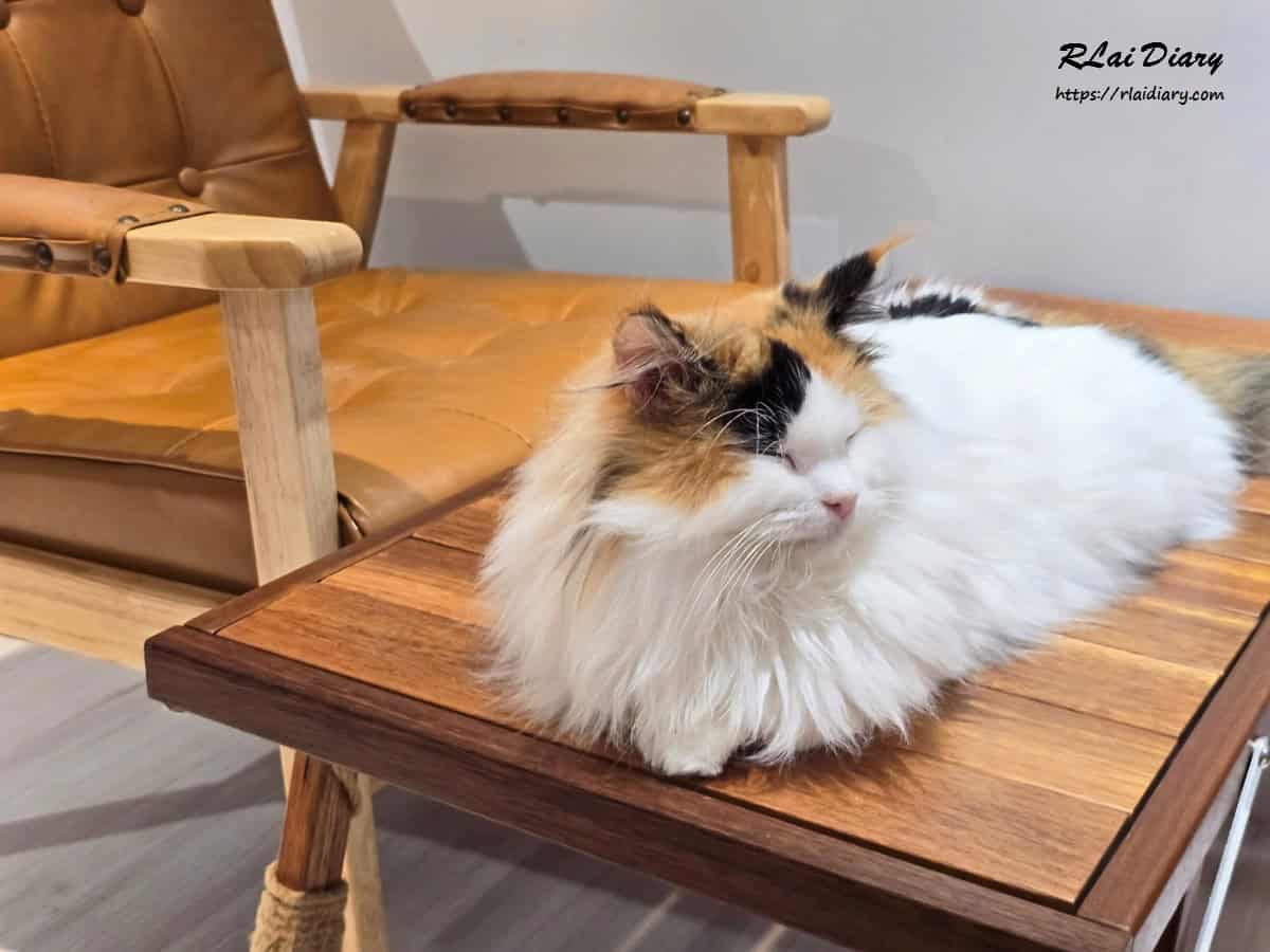 貓境 挪威森林貓5