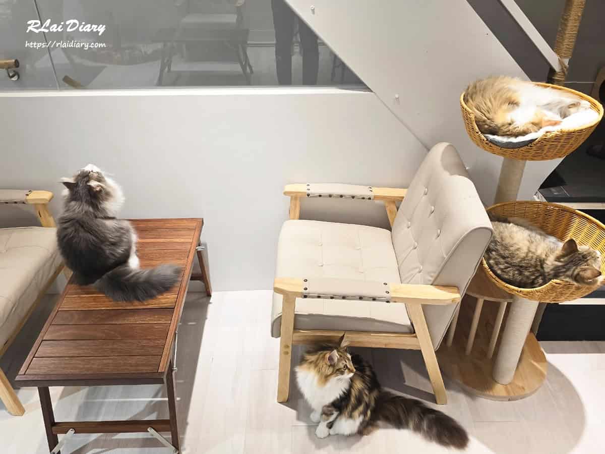 貓境 挪威森林貓1