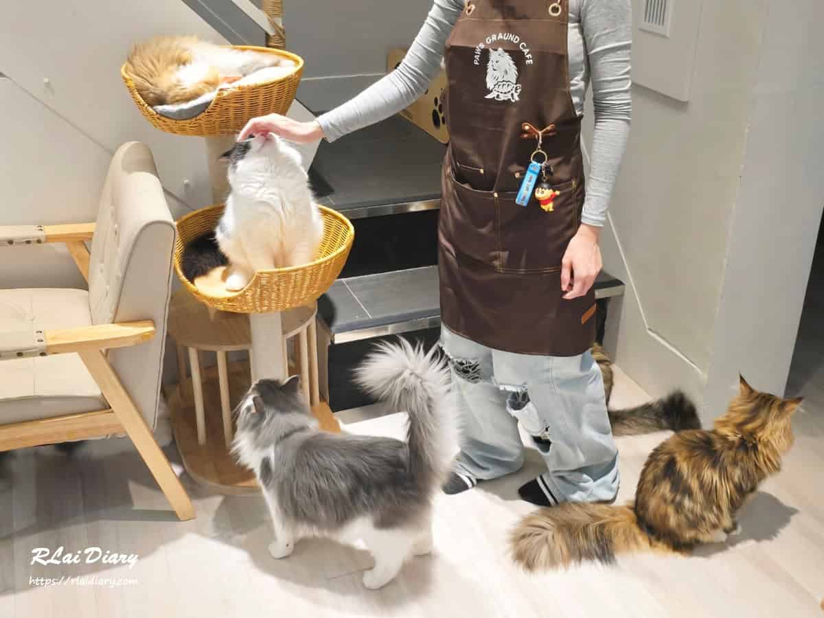 貓境 挪威森林貓11