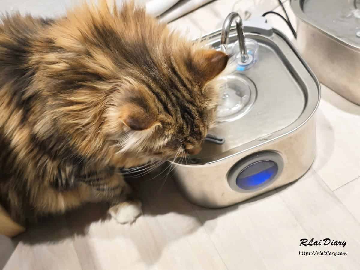 貓境 挪威森林貓6