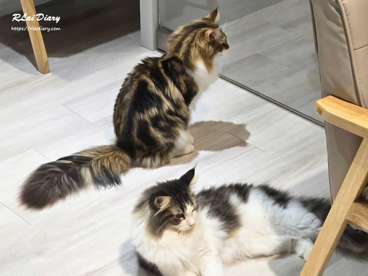 貓境 挪威森林貓7