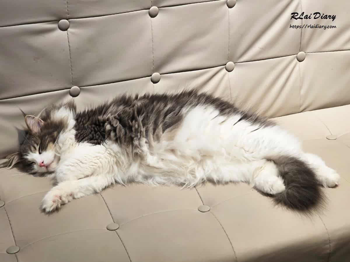 貓境 挪威森林貓2