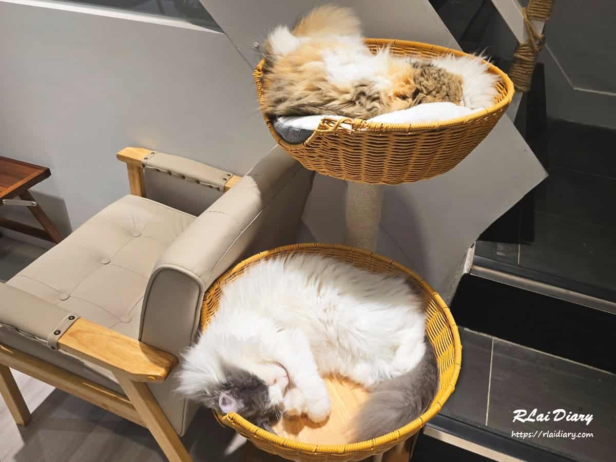 貓境 挪威森林貓9