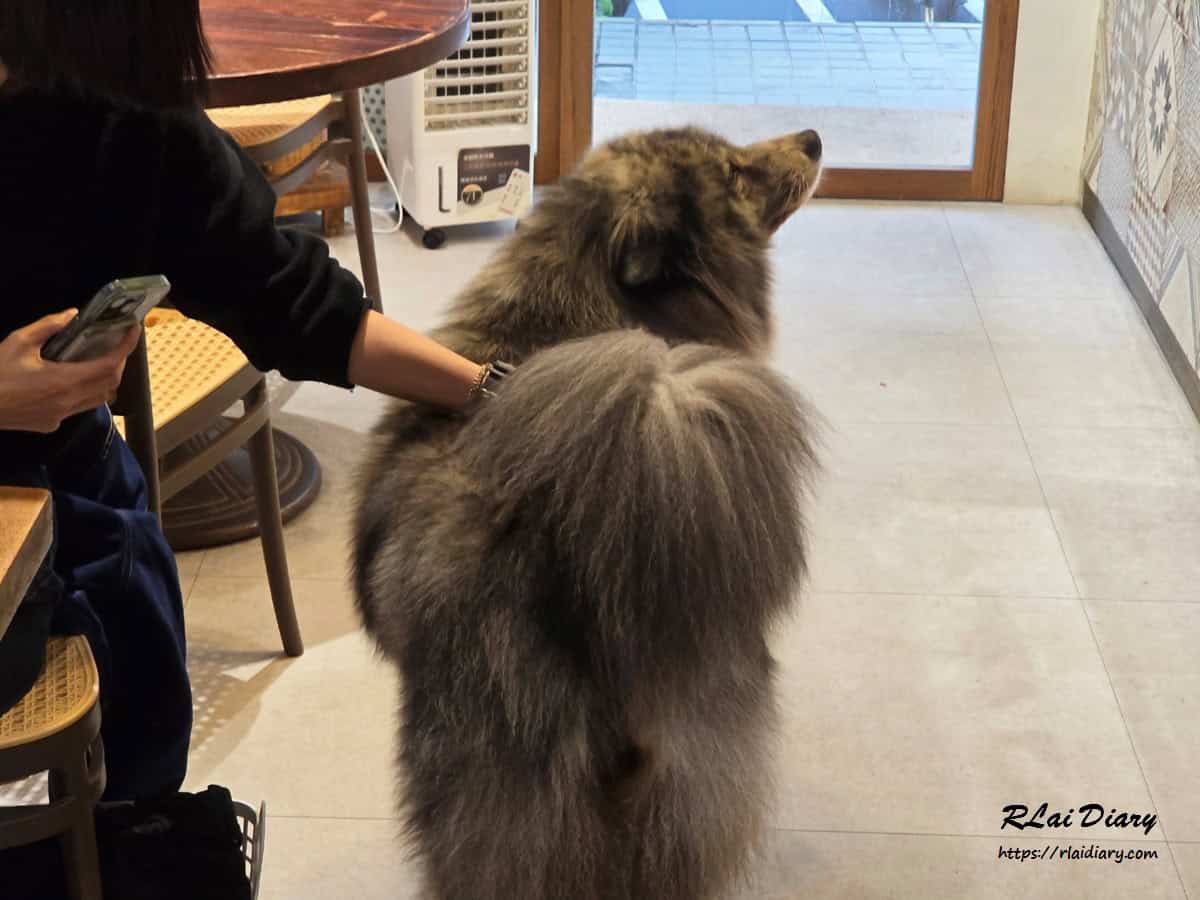 店狗哈妮可愛日常畫面