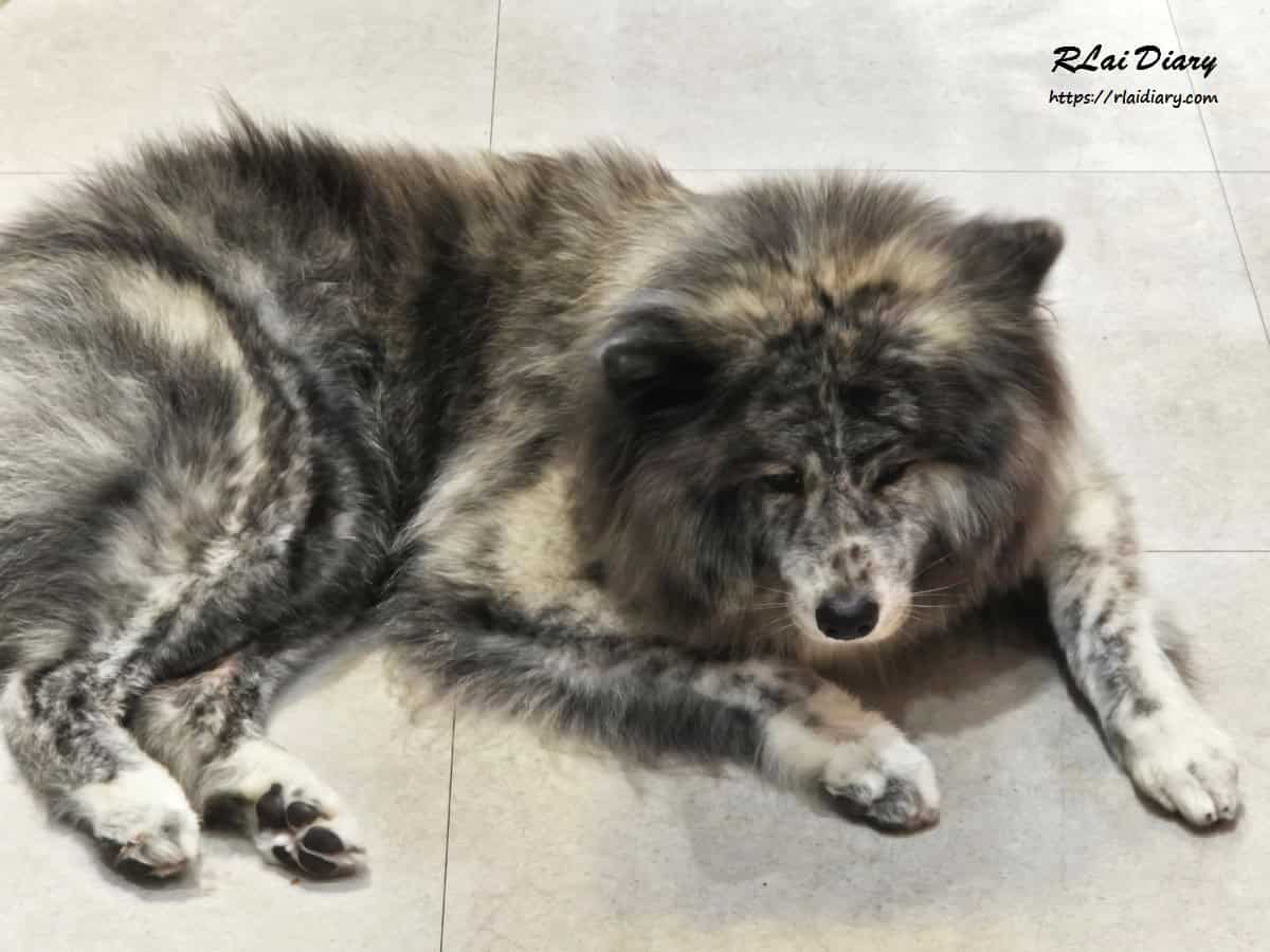 店狗哈妮在店內休息模樣