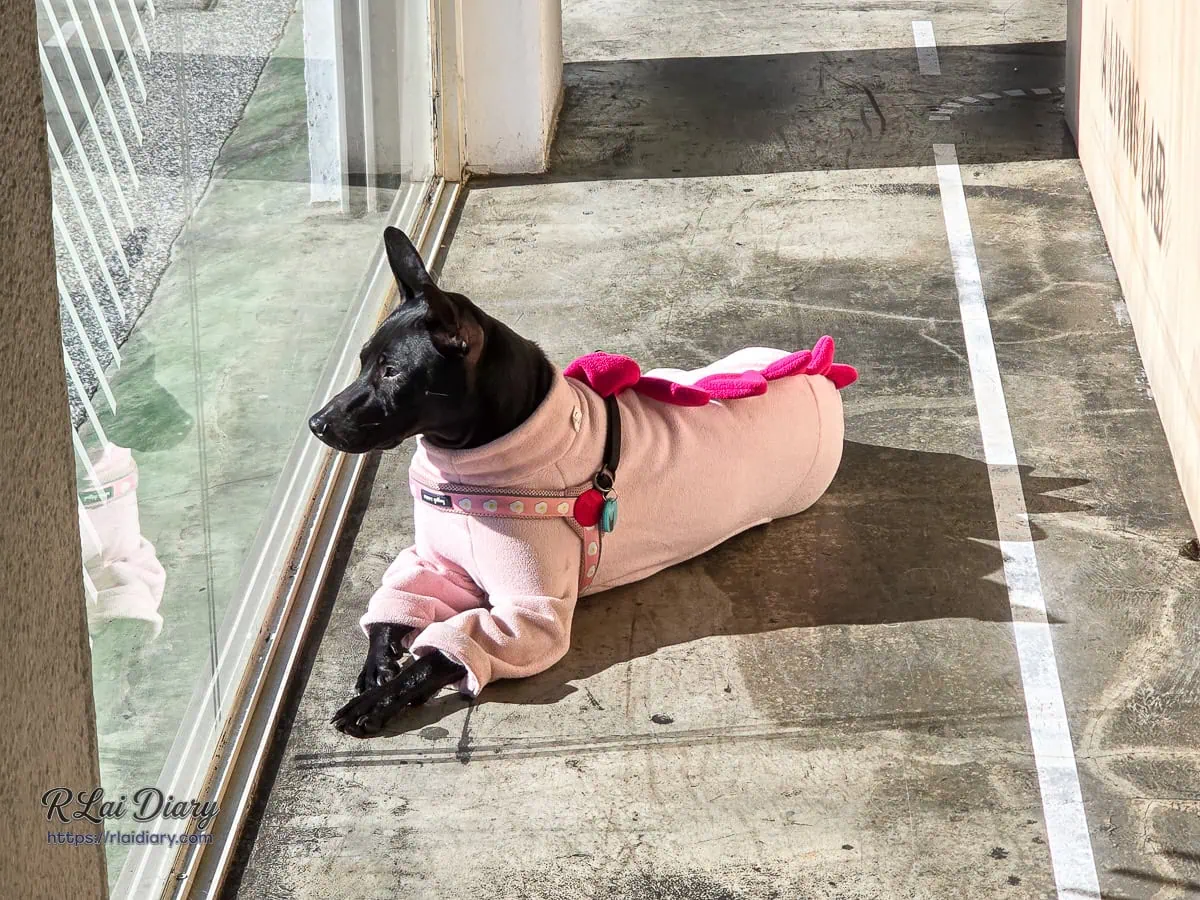 生活域所 A Living Labb 店狗 NONO 在落地窗前曬太陽