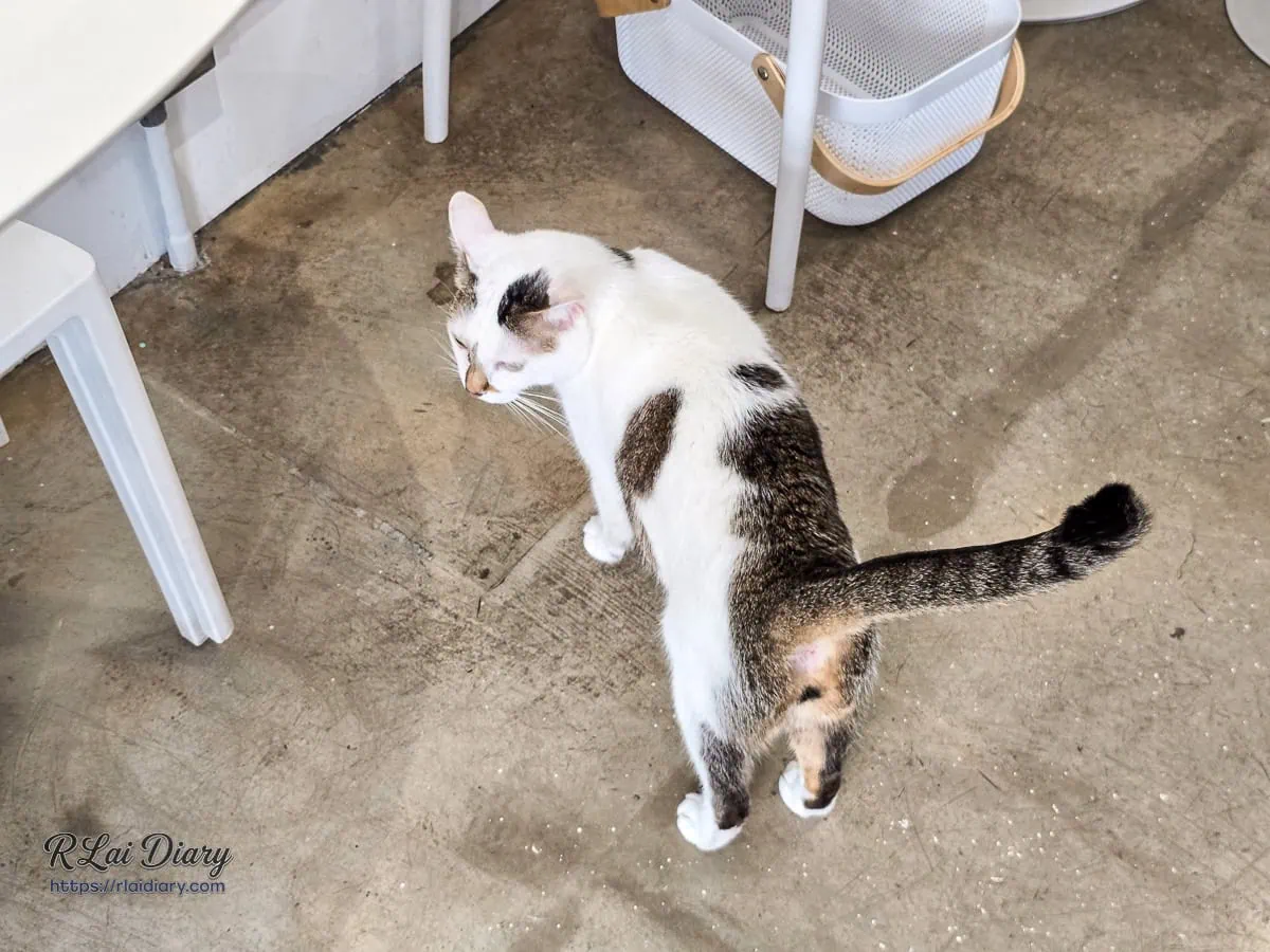 珈琲部的店貓「小雞」，白底虎斑花色與靈動大眼的可愛模樣